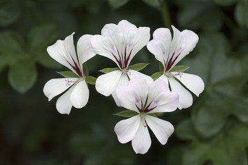 Geranium