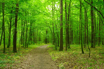 Fototapeta premium green forest