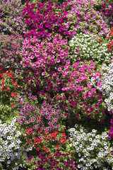 Colorful Flowering Background In Belgrade