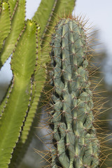 cactus giants