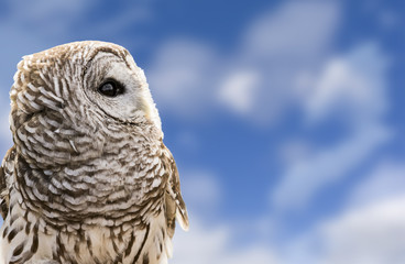 Barred Owl