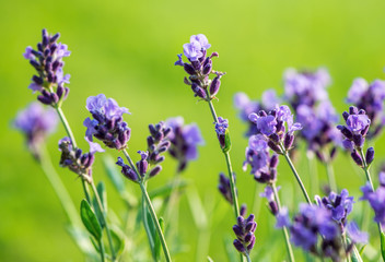 Lavender flowers