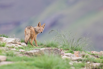 Shy black backed jackal scavenging for food on the side of mount