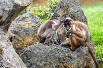 Two monkeys in nature, macaque