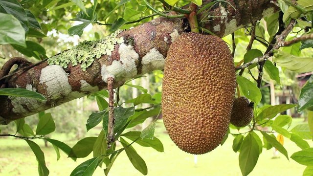 Soursop or Guanabana (Annona muricata)