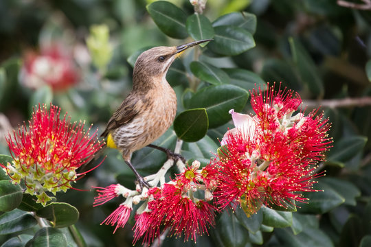 Cape sugar bird looking for nectar in red flowers of bottle brus