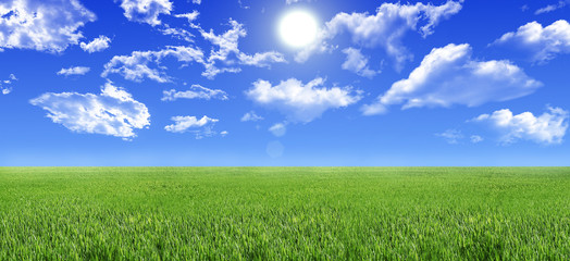 Fototapeta na wymiar Green grass field and sunny sky