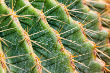 Cactus plants are drought resistant