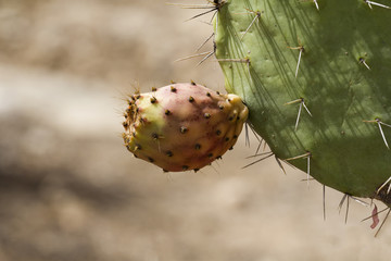 cactus and its fruit