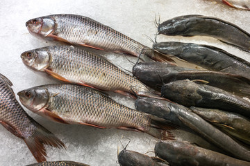 Raw and fresh seafood on the ice