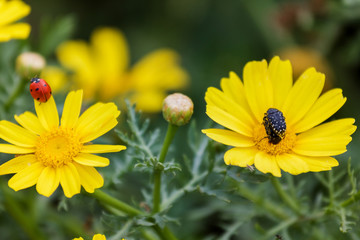Ladybird and beetle in yellow flowers