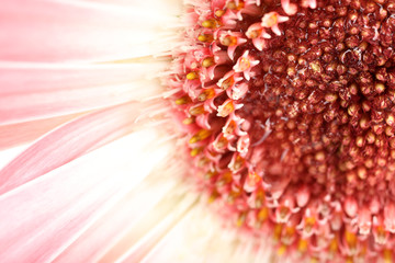 Water drops on gerbera petals, close-up