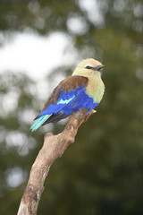 Blue-bellied Roller, Coracias cyanogaster