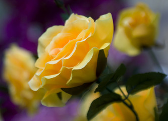 yellow rose