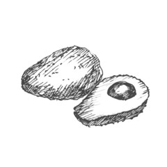 Avocado. Sketch on white background.