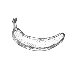 Banana. Sketch on white background.