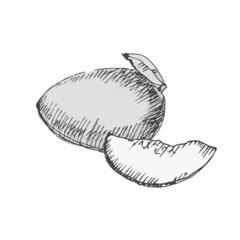 Mango. Sketch on white background.