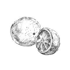 Orange. Sketch on white background.
