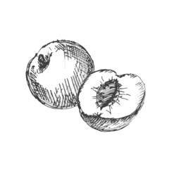 Peach. Sketch on white background.