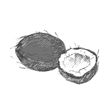 Coconut. Sketch on white background.