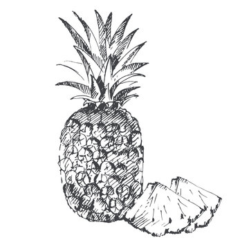 Pineapple. Sketch on white background.