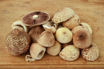 Forest mushrooms