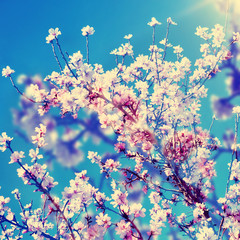 double exposure of almond trees in full bloom