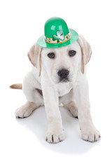 St. Patrick's Day Dog