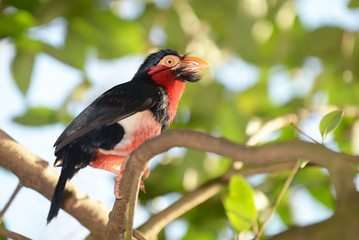 Bearded Barbet, Pogonornis dubius