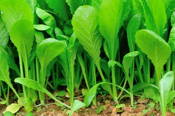 Green leaf mustard in growth at vegetable garden
