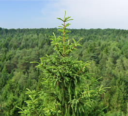 Große Tanne im Wald