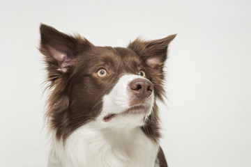 Portrait eines jungen Bordercollie