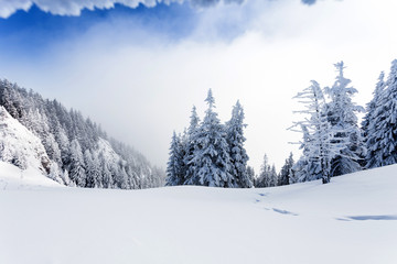 Pine forest covered in snow