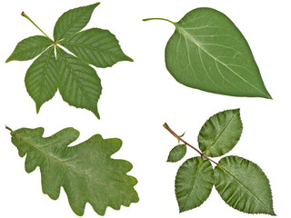 buckeye, oak, lilac and rose leaves closeup
