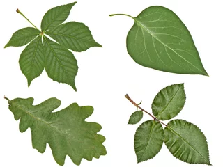 Photo sur Plexiglas Lilas Buckeye, chêne, lilas et feuilles de rose en gros plan