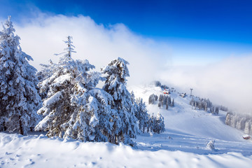 Pine forest and ski slopes covered in snow on winter season