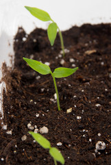 Pepper plant sprouted on soil indoor