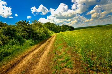 Rape land and road with a rich blue sky on a summer day