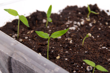 Pepper plant sprouted on soil indoor