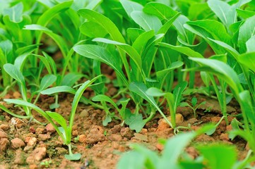 	Green choy sum sprout in growth at vegetable garden 