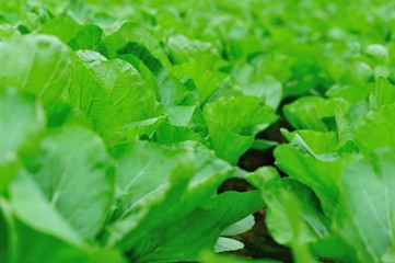 Green leaf mustard in growth at vegetable garden