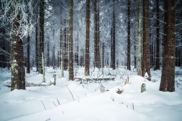 Neuschnee im Wald