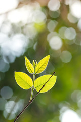 Spring Young leaves