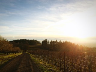Fototapeta na wymiar Vineyards in Oregon