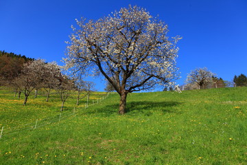 Fototapeta premium Obstbaumblüte in Vorarlberg