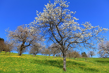 Obstbaumblüte in Vorarlberg