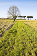 Fototapeta premium Isolated plane tree in a plowed field - (Tuscany countryside)