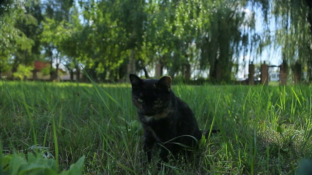 Funny black cat walks in the park,stretching, basking in the sun