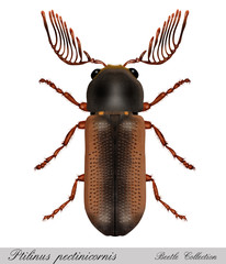 wood-worm, ptilinus pectinicornis