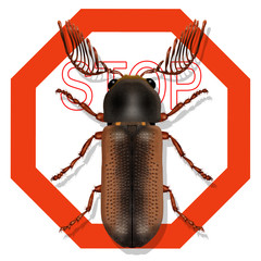 wood-worm, ptilinus pectinicornis